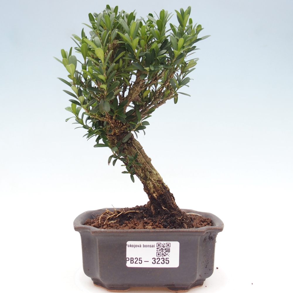 Room bonsai - Buxus harlandii - cork buxus