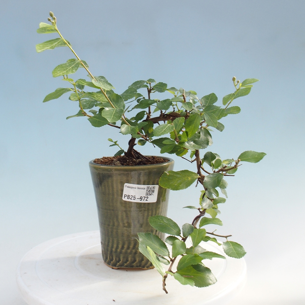 Indoor bonsai - Grewia occidentalis - Lavender star