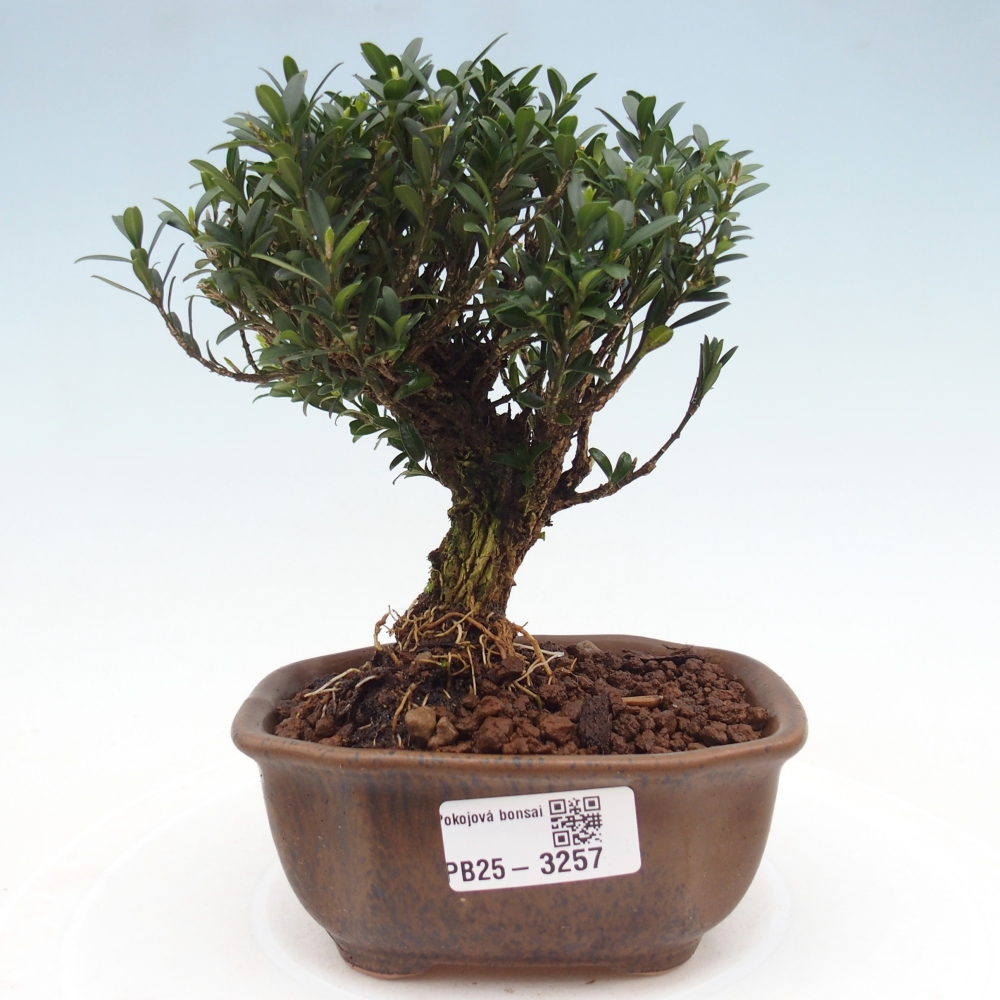 Room bonsai - Buxus harlandii - cork buxus