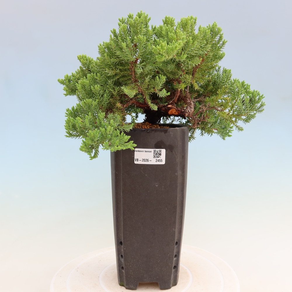 Outdoor Bonsai - Juniperus procumbens - Creeping Juniper