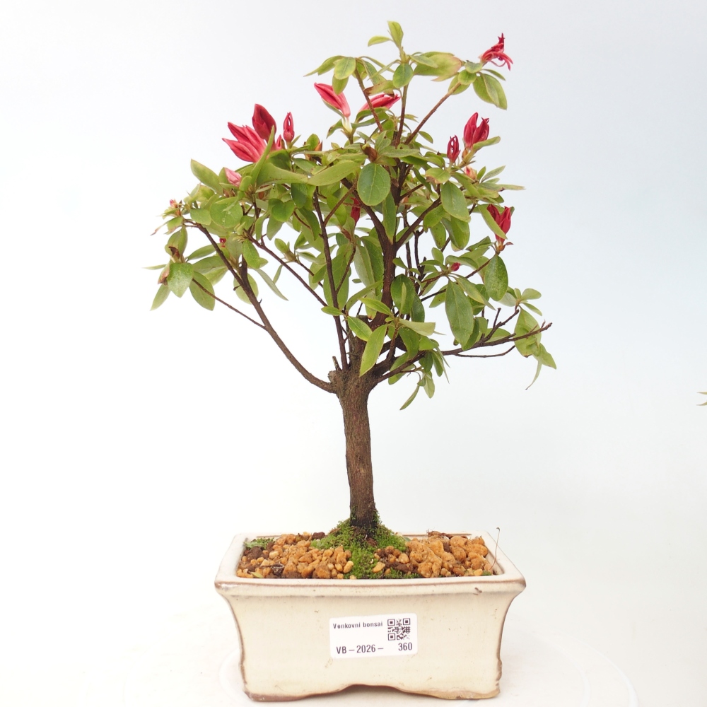 Outdoor bonsai - Japanese azalea - Azalea sp.