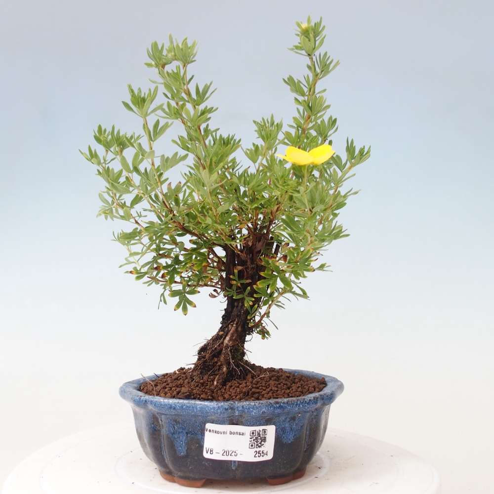 Outdoor bonsai-Cinquefoil - Potentila fruticosa yellow Bird