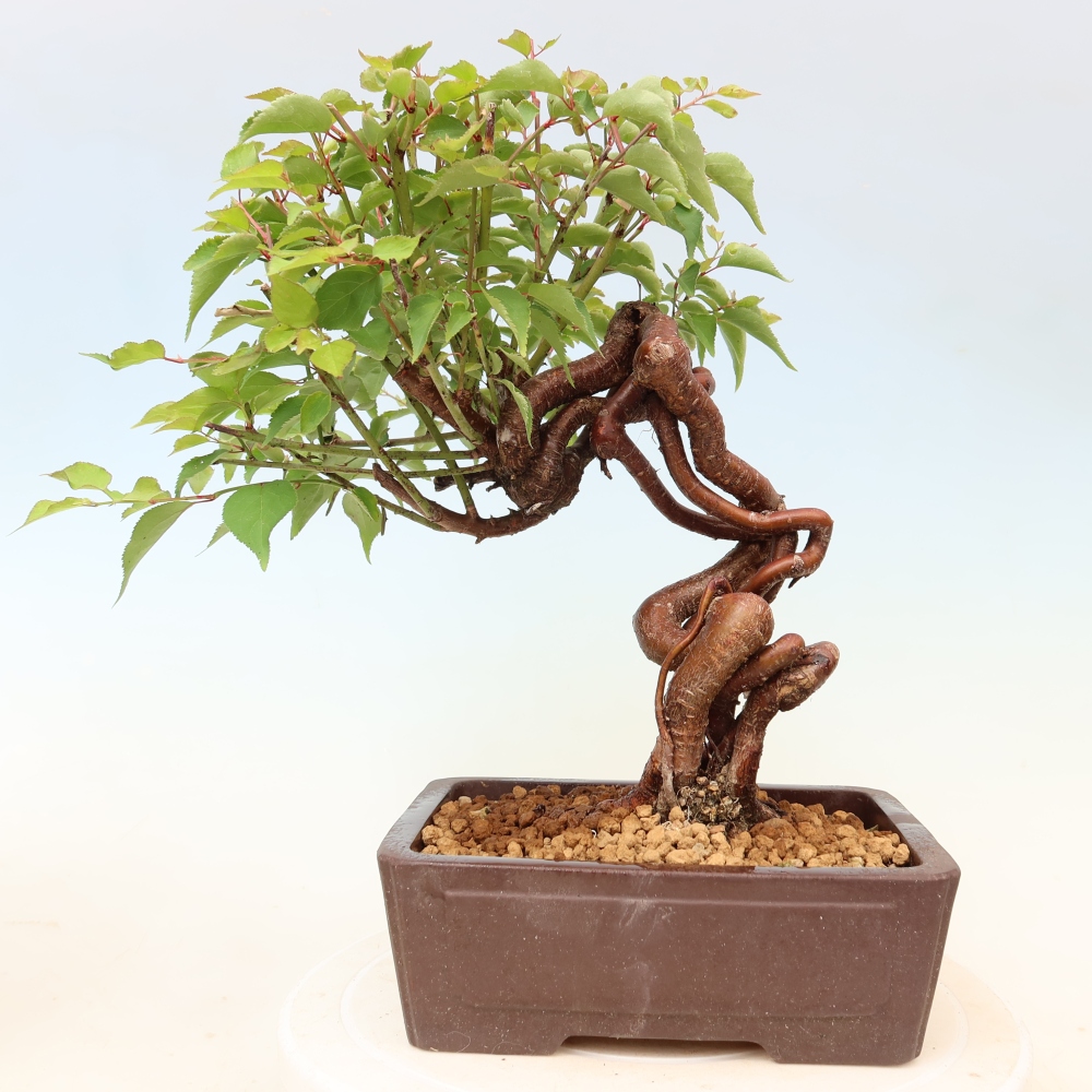 Outdoor Bonsai - Japanese Apricot - Prunus Mume