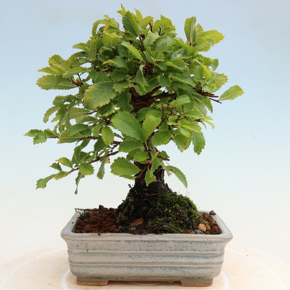 Outdoor bonsai - Zelkova - Zelkova NIRE