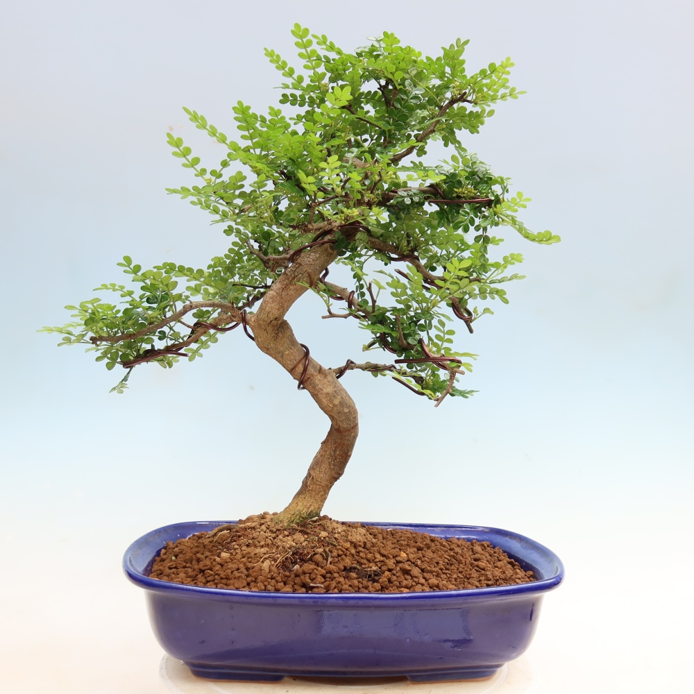 Room bonsai - Zantoxylum piperitum - pepper tree