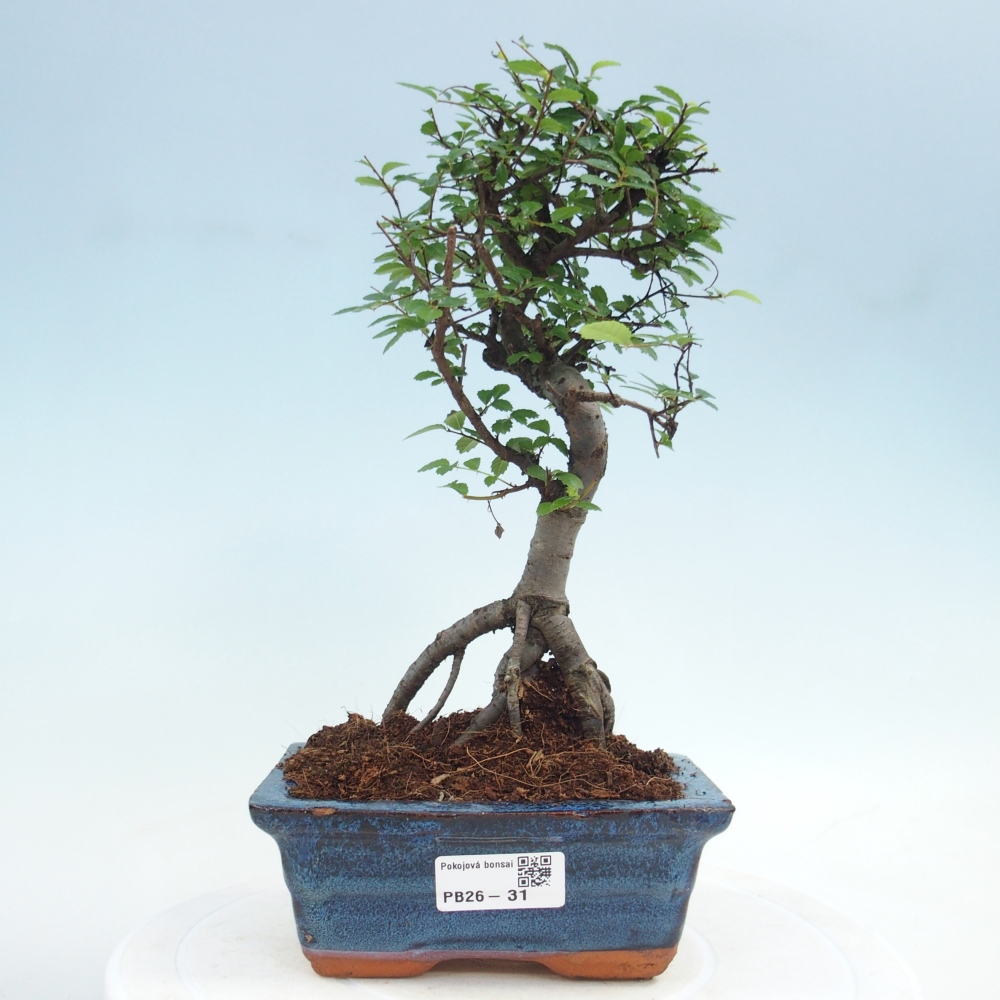 Room bonsai - Ulmus parvifolia - Small-leaved elm