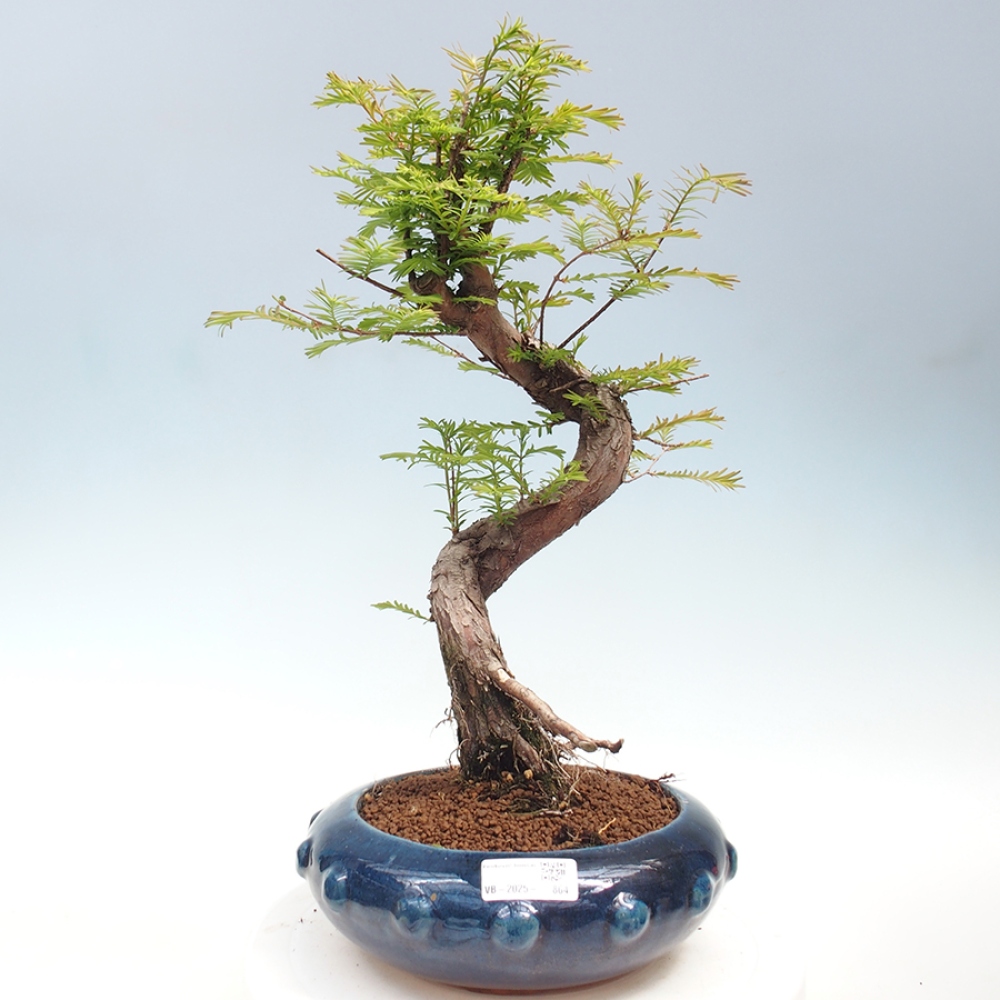 Outdoor bonsai - Metasequoia glyptostroboides - Chinese Metasequoia
