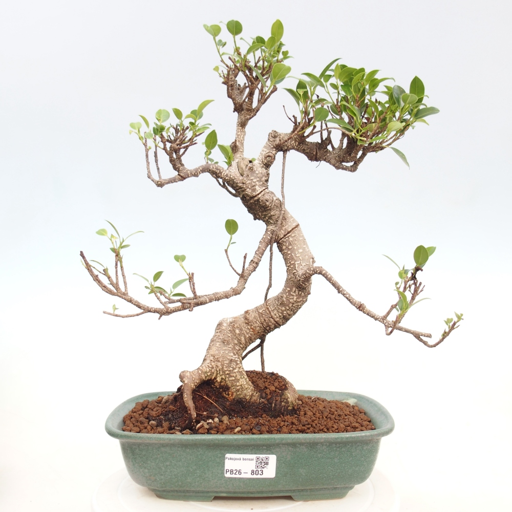 Room bonsai - Ficus kimmen - small-leaved ficus