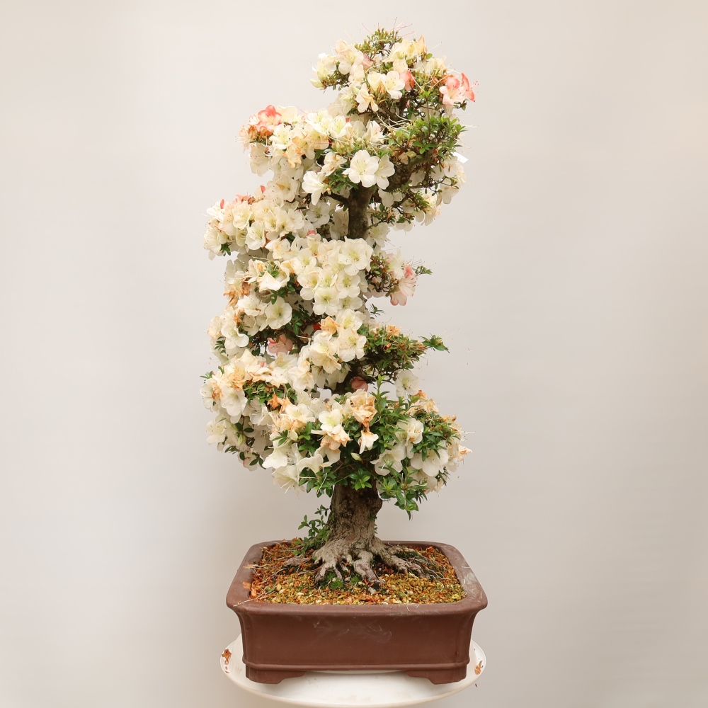 Outdoor bonsai - Japanese Azalea - Azalea Tochizumi