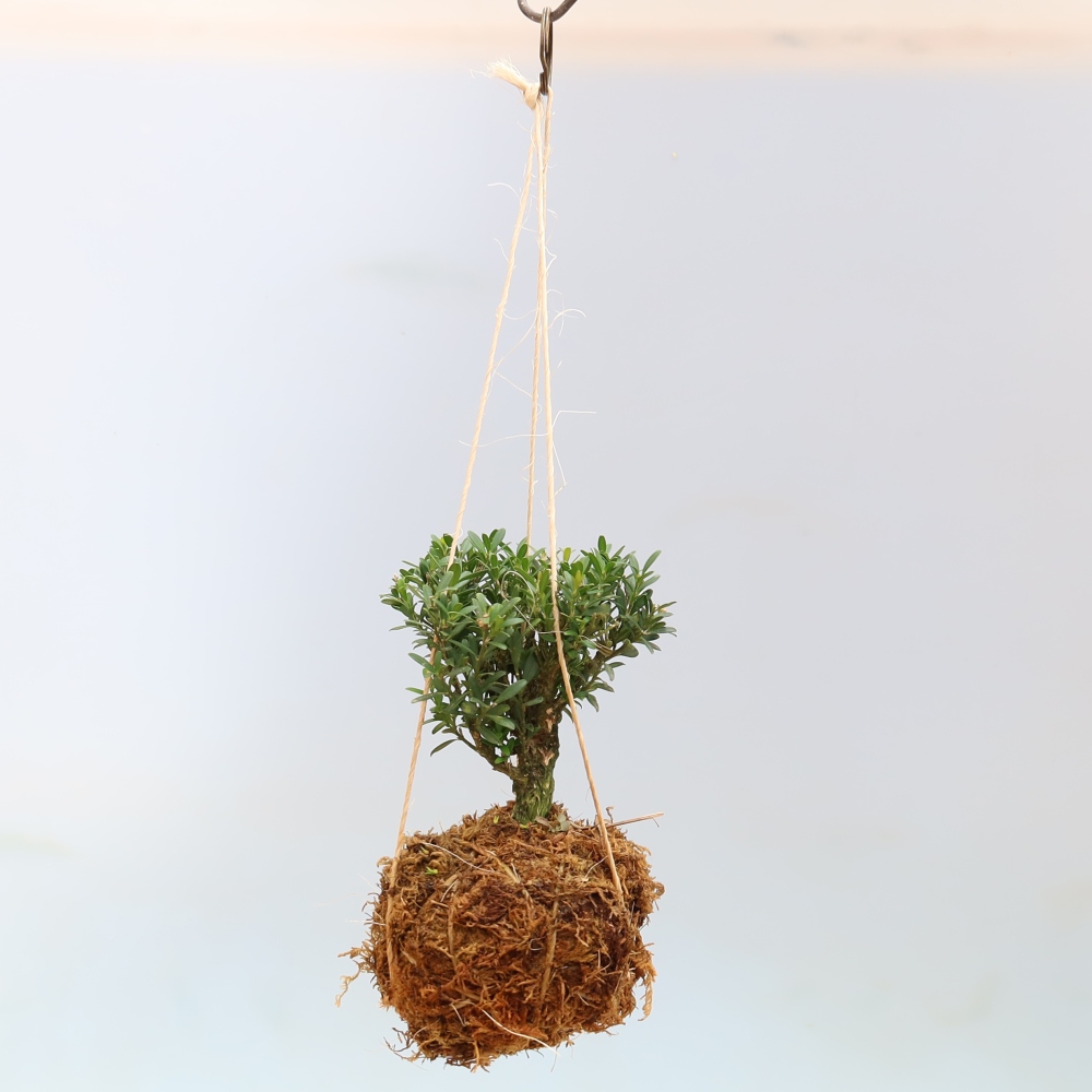 Kokedama in a Ceramic Pot - Buxus harlandii - Cork Boxwood