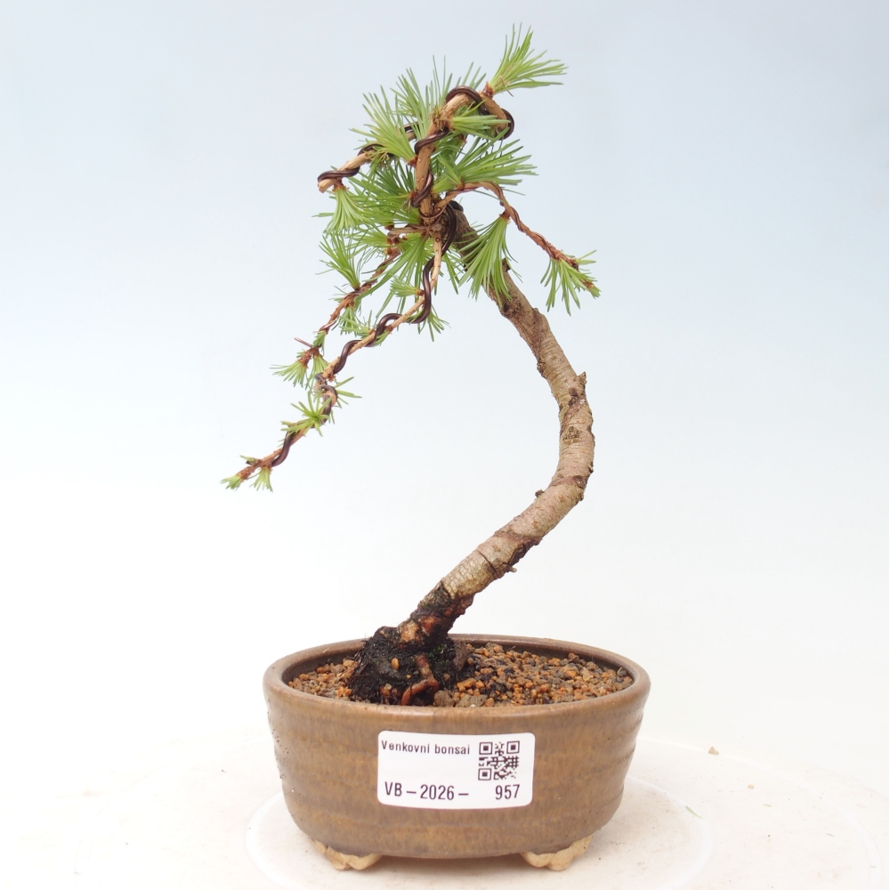 Outdoor bonsai - Larix Kaempferi - Japanese Larch