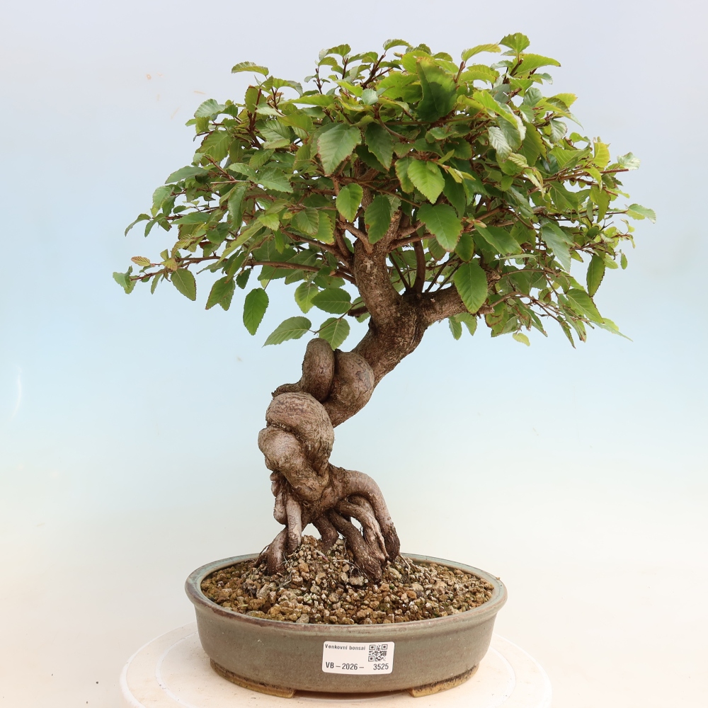 Outdoor bonsai -Carpinus CARPINOIDES - Korean Hornbeam