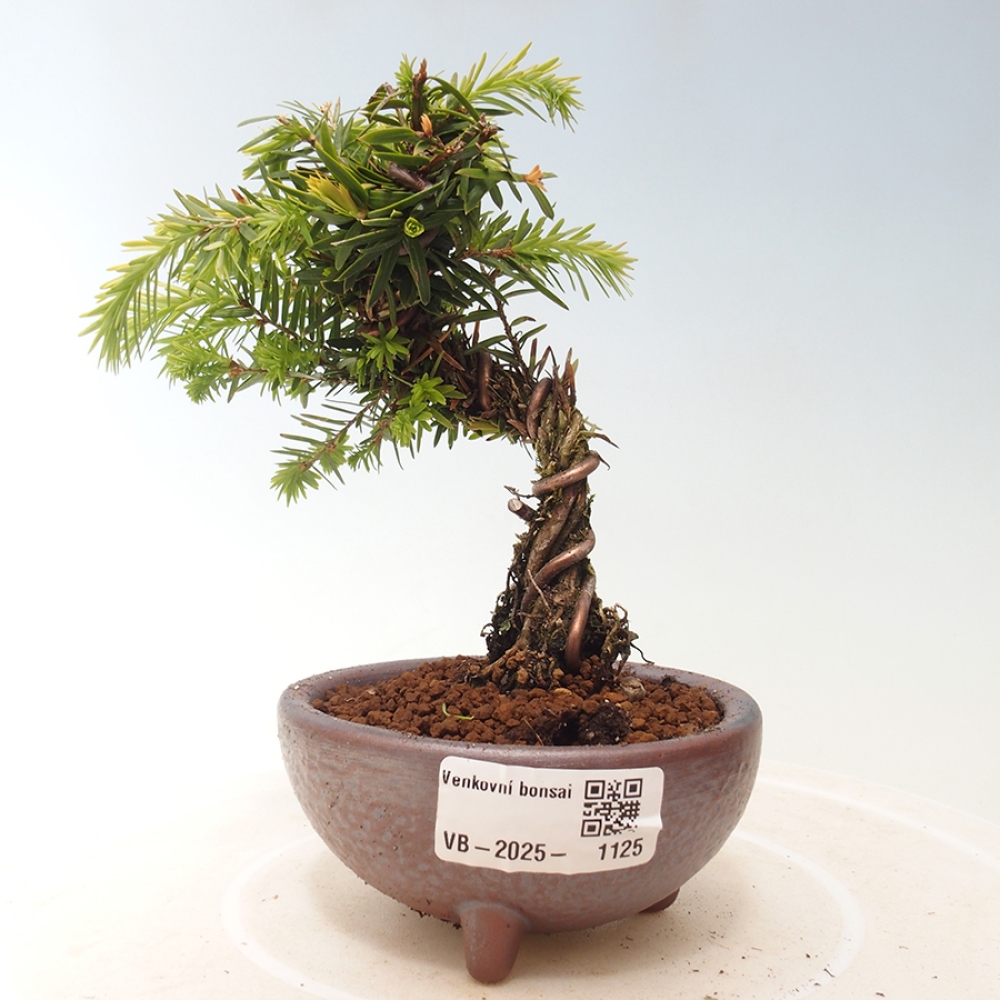 Outdoor bonsai - Tsuga canadensis - Hemlock