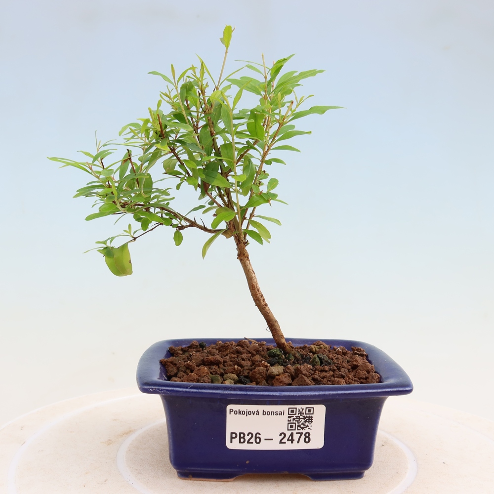 Room bonsai-PUNICA granatum nana-Granate apple
