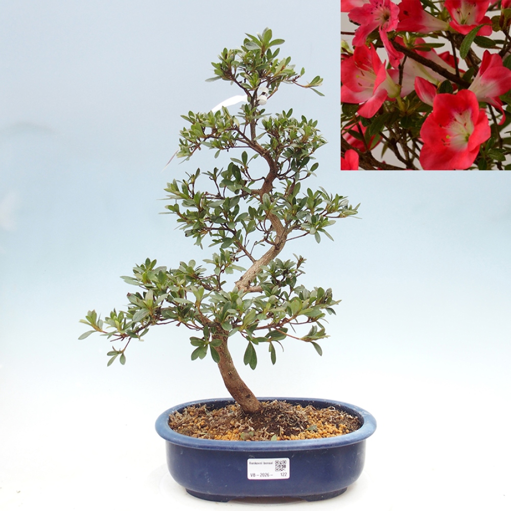 Outdoor bonsai - Japanese Azalea - Azalea Beniko