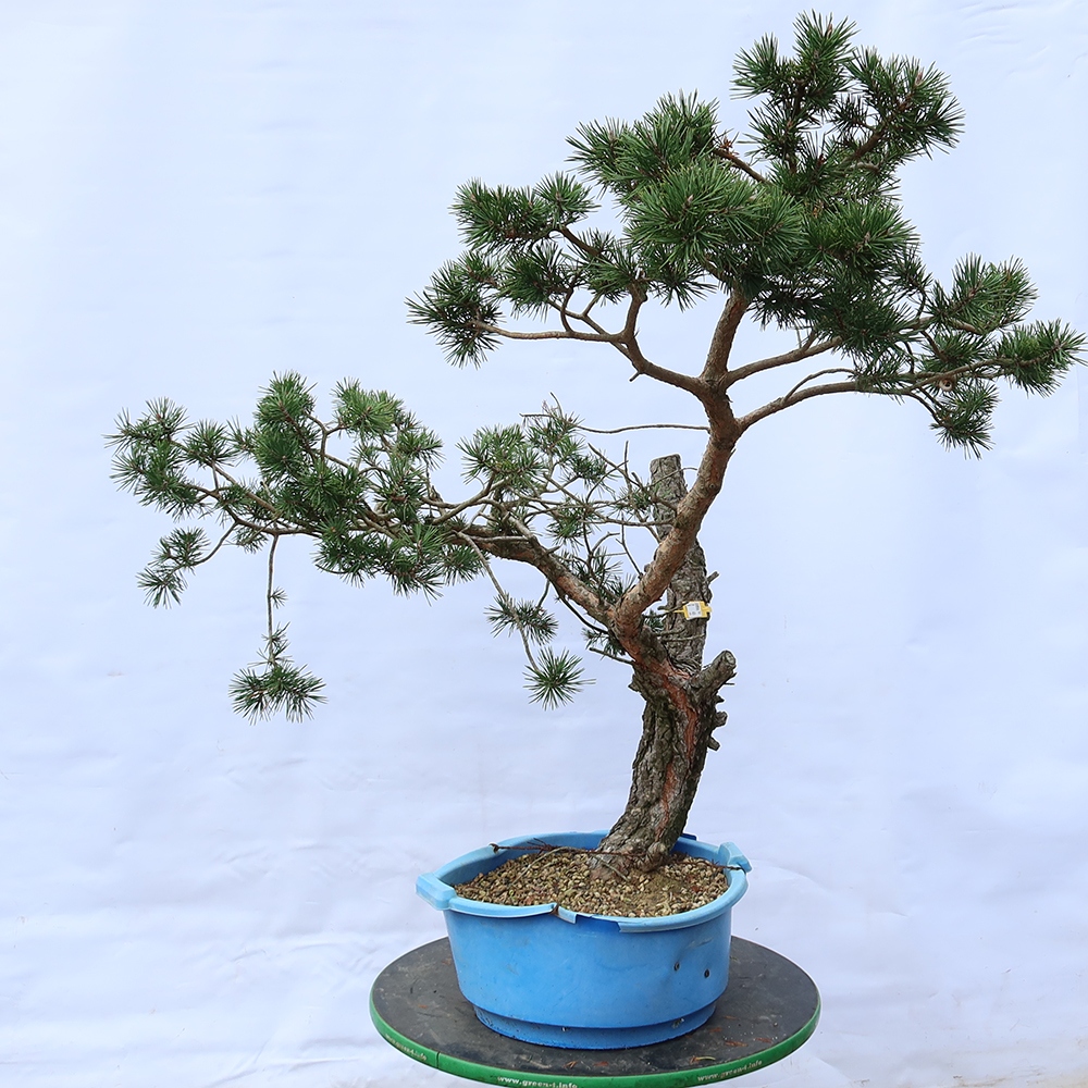Pinus sylvestris Spain - Scots pine