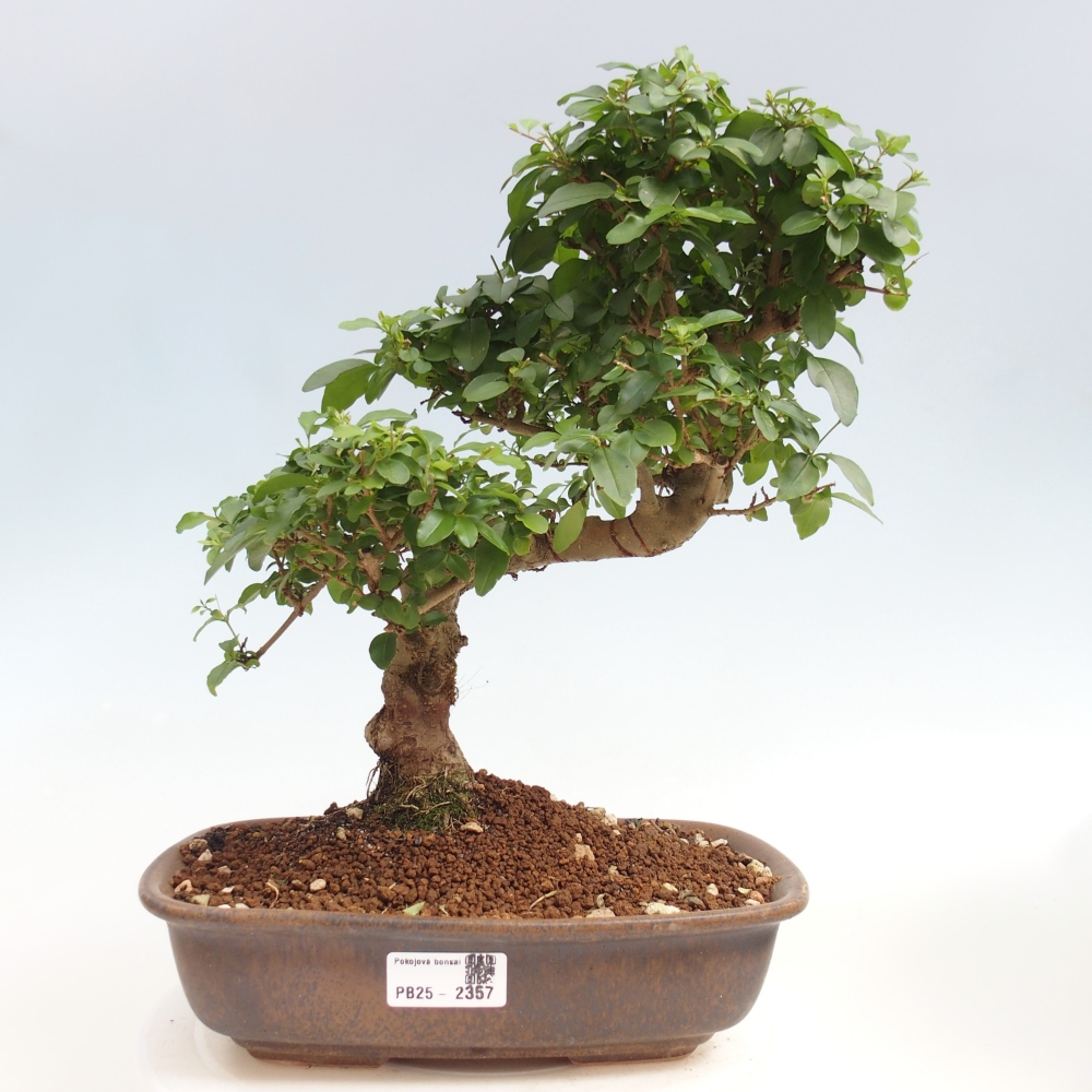 Room bonsai -Ligustrum chinensis - privet