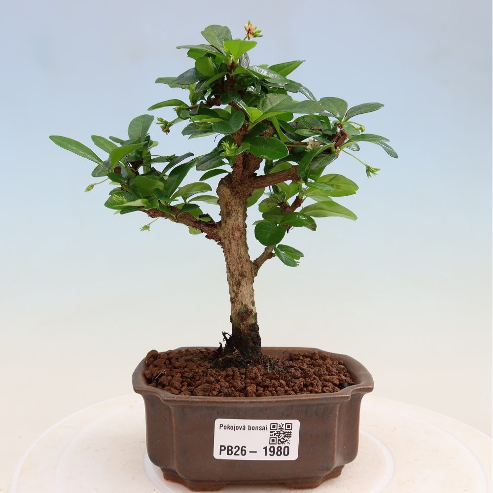 Room bonsai - Carmona macrophylla - Tea fuki