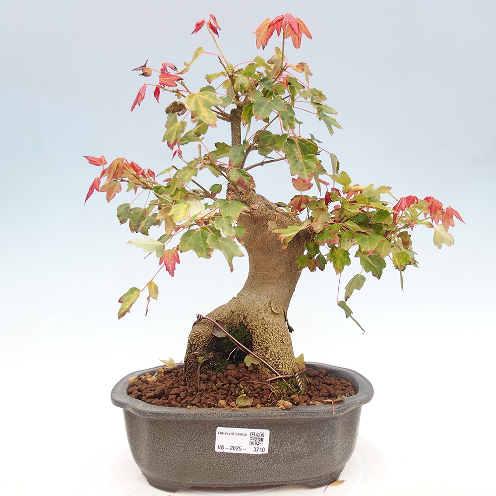Outdoor bonsai - Maple Buergerianum - Burger Maple