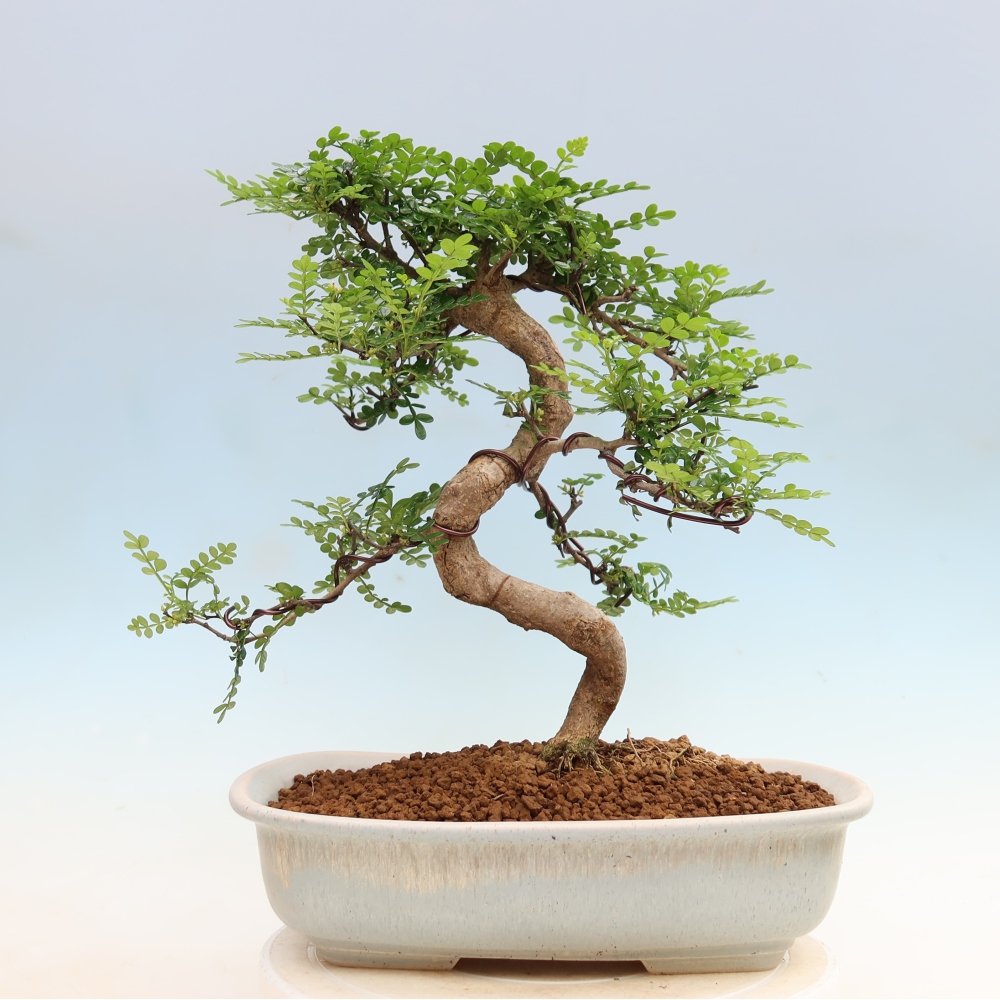 Room bonsai - Zantoxylum piperitum - pepper tree