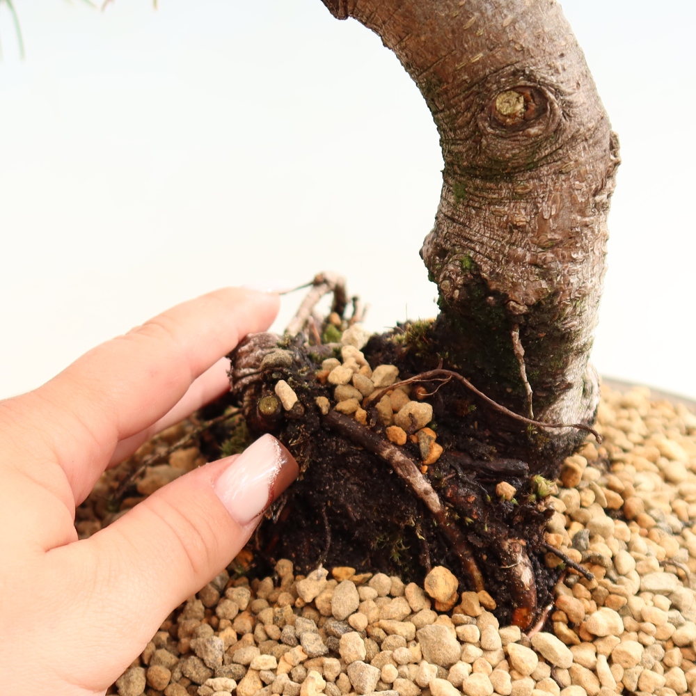 Outdoor Bonsai - Pinus mugo Humpy  - Mountain Pine