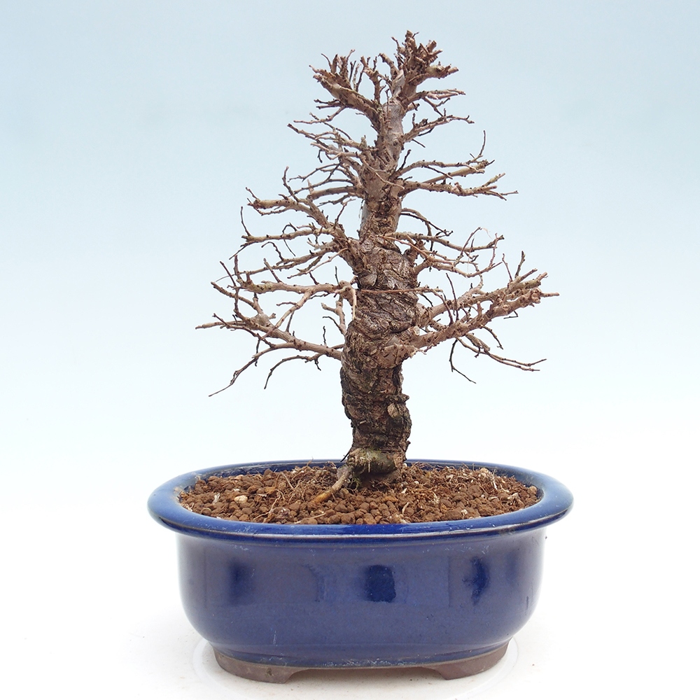 Outdoor bonsai - Zelkova - Zelkova NIRE