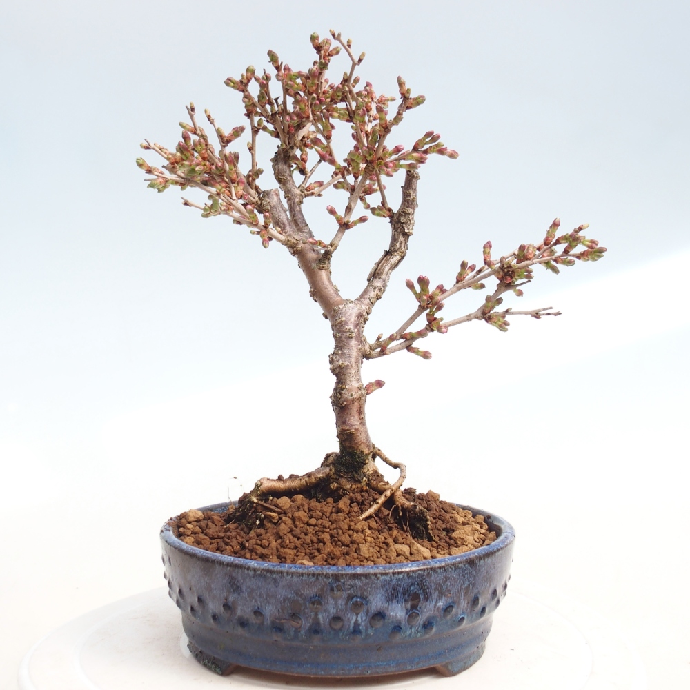 Outdoor bonsai - Prunus incisa Kojou-no mai-Plivon cut out