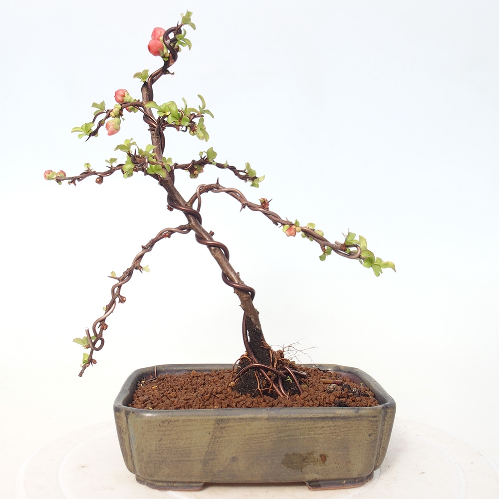 Outdoor bonsai - Chaneomeles s. Red Joy - Quince
