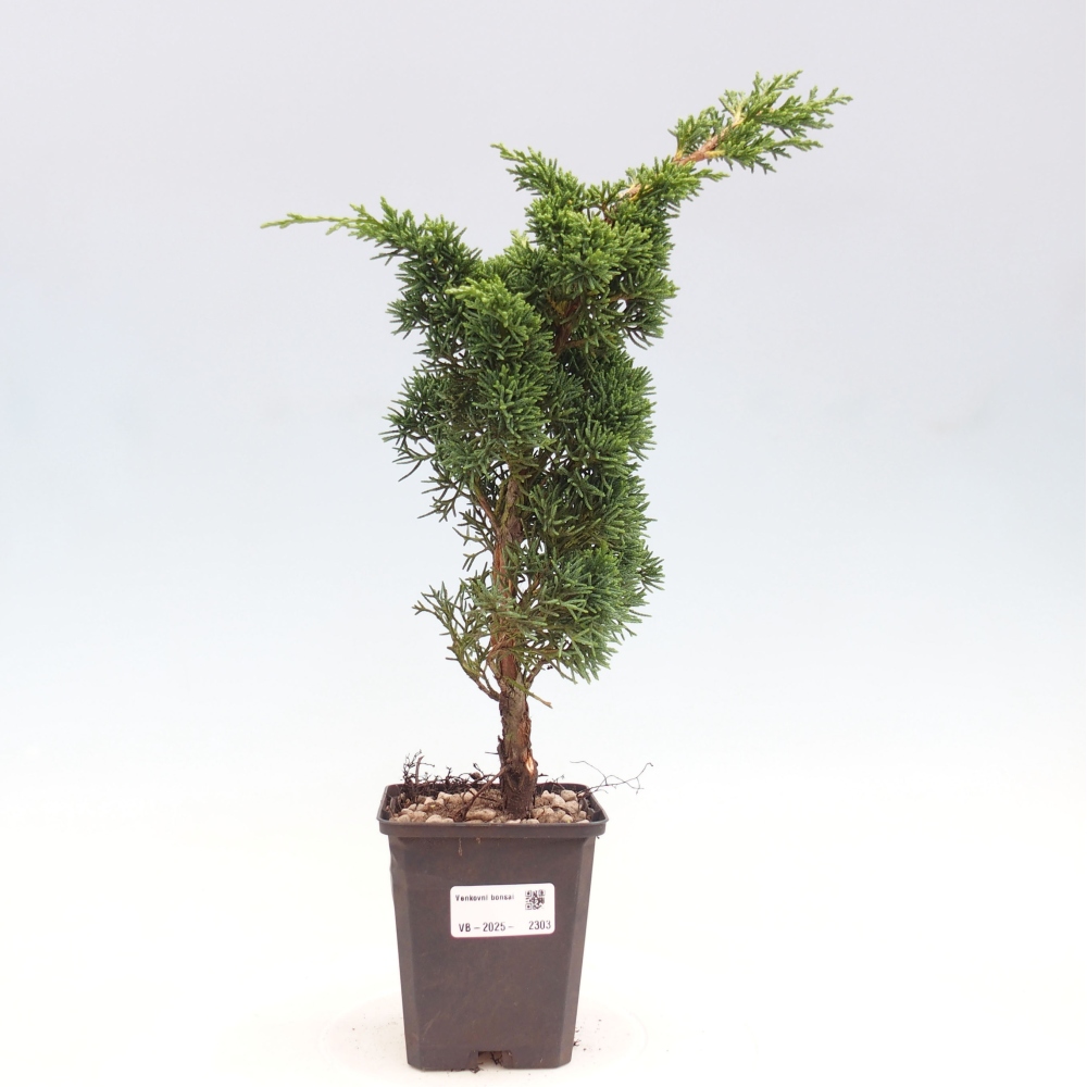 Outdoor bonsai - Juniperus chinensis Kishu - Chinese juniper