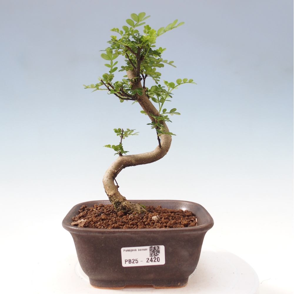 Indoor bonsai - Zantoxylum piperitum - Peppermint