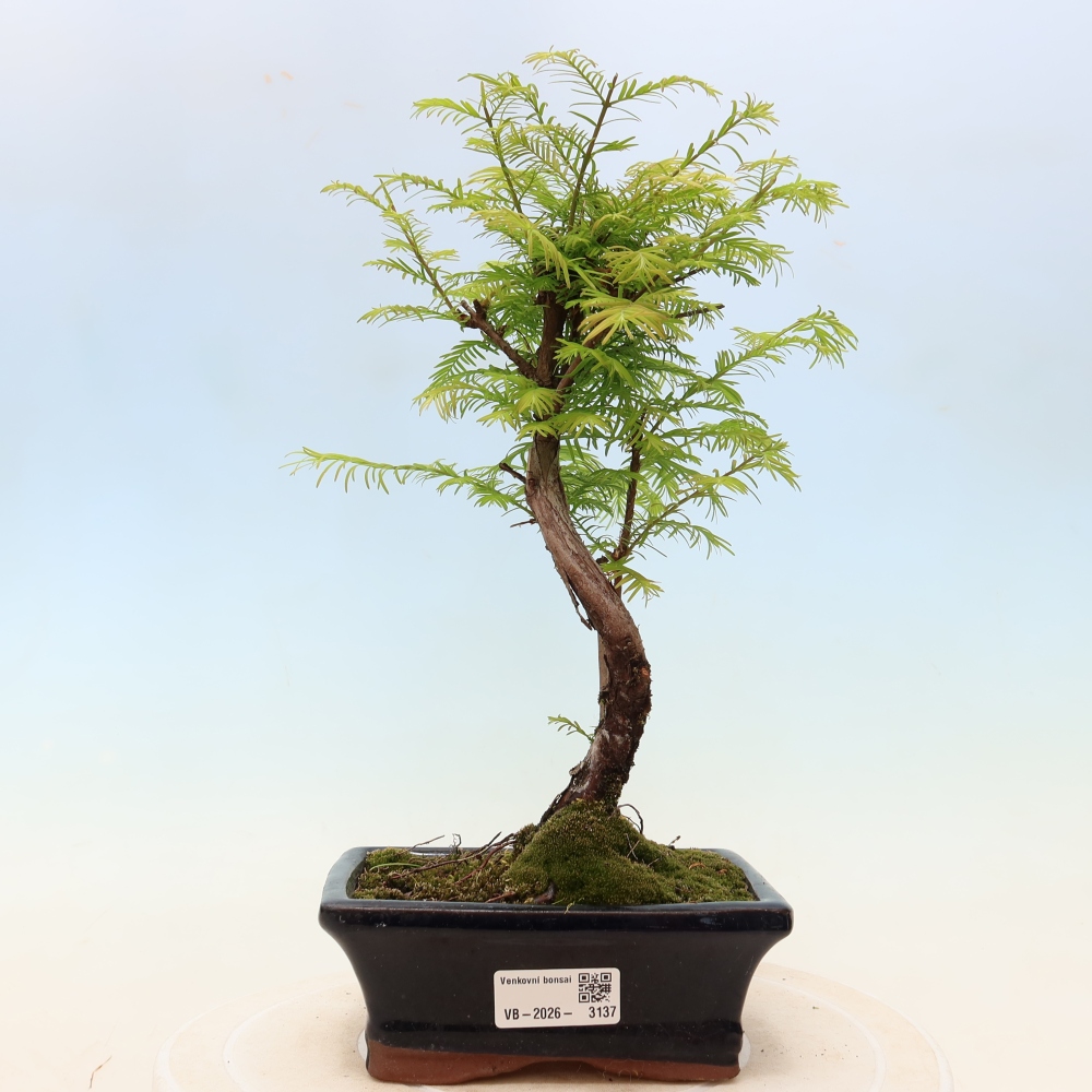 Outdoor bonsai - Metasequoia glyptostroboides - Chinese Metasequoia