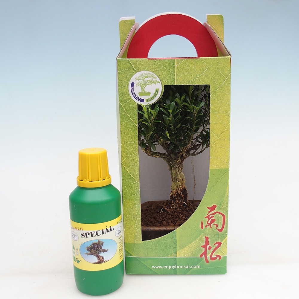 Room bonsai in gift box Buxus harlandii - cork buxus