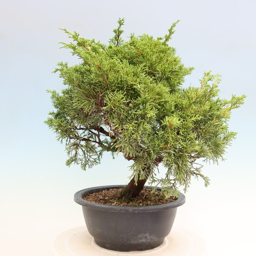 Outdoor Bonsai - Juniperus chinensis Itoigawa - Chinese Juniper