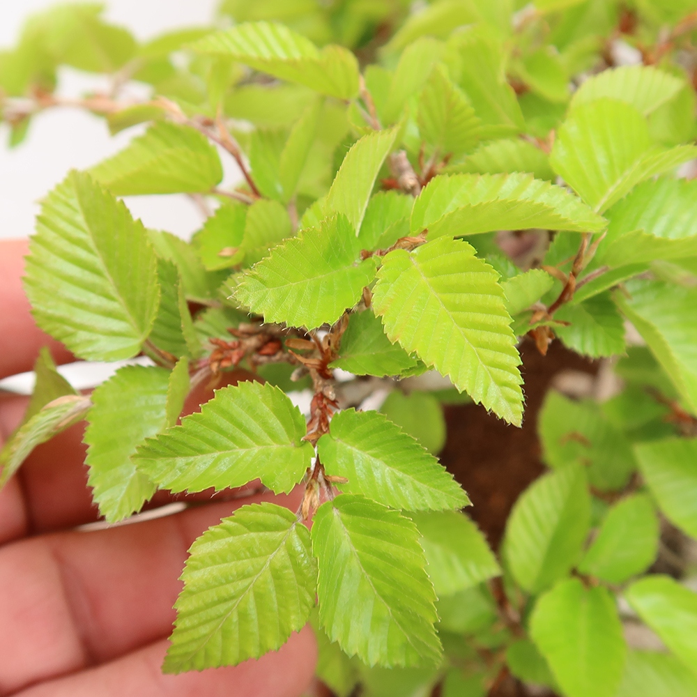 Outdoor bonsai - Carpinus Coreana - Korean hornbeam