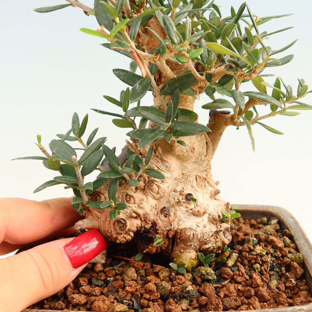 Indoor bonsai - Olea europaea sylvestris