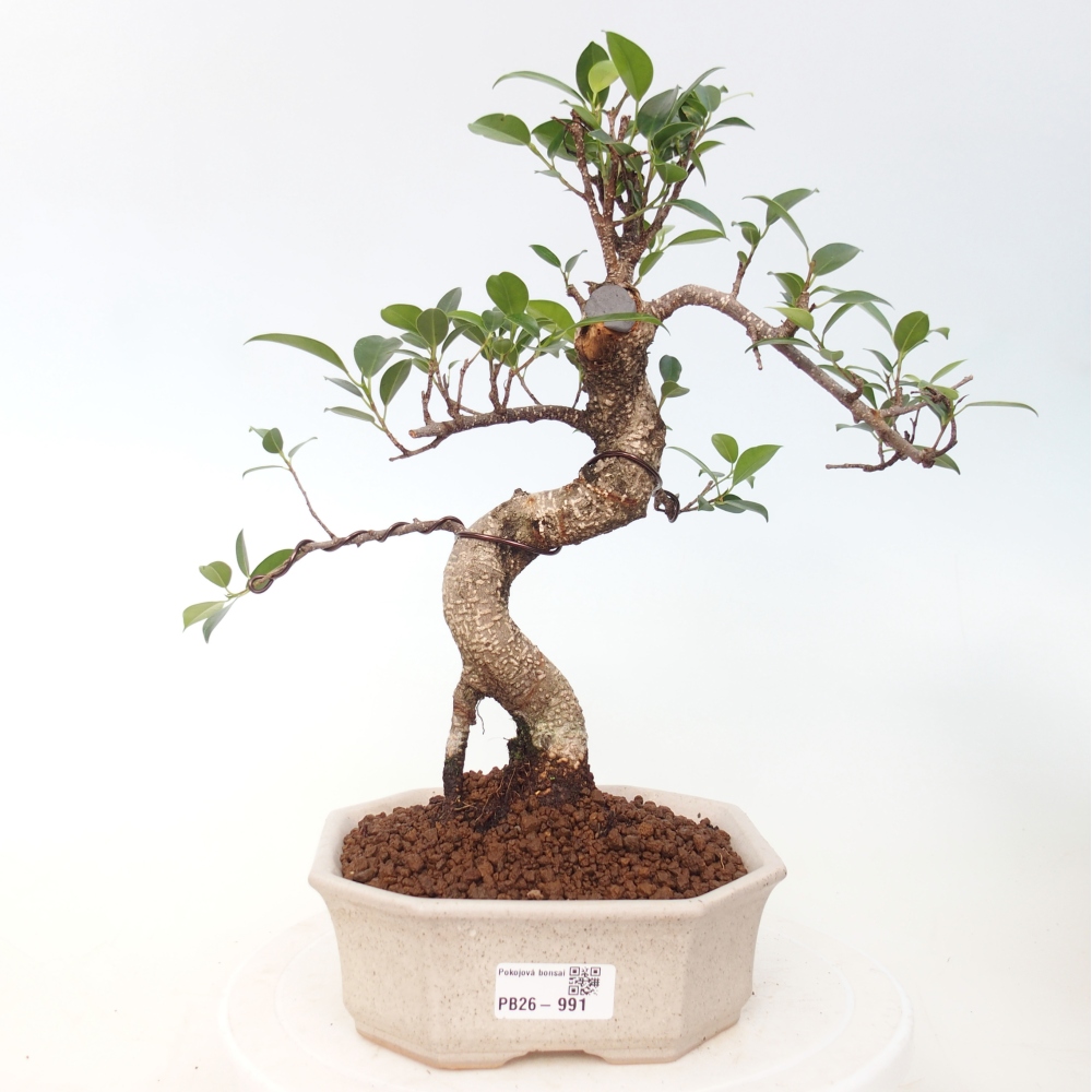 Room bonsai - Ficus retusa - small-leaved ficus
