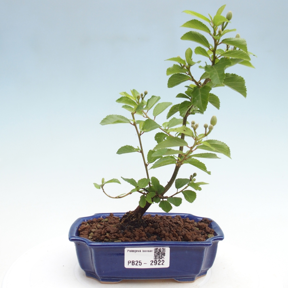 Indoor bonsai - Grewia occidentalis - Lavender star