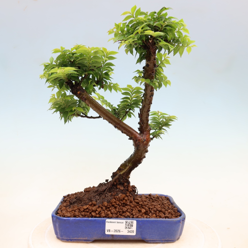 Outdoor Bonsai - Ulmus Jacqueline Hillier - European White Elm