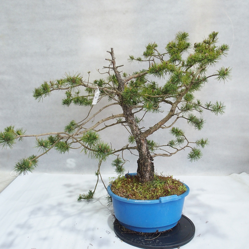 Yamadori - Pinus sylvestris 