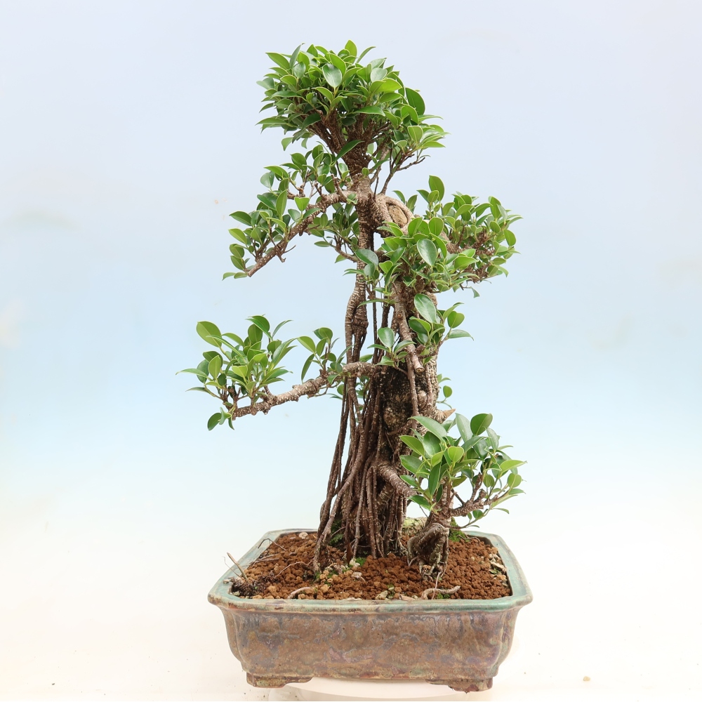 Room bonsai - Ficus kimmen - small-leaved ficus