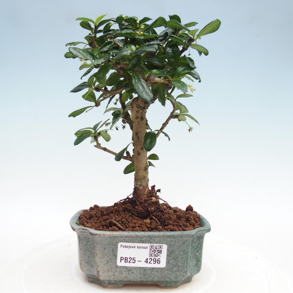 Room bonsai - Carmona macrophylla - Tea fuki