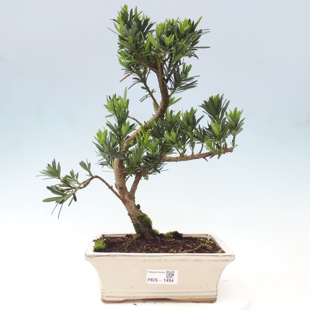 Room bonsai - Podocarpus - Stone Yew