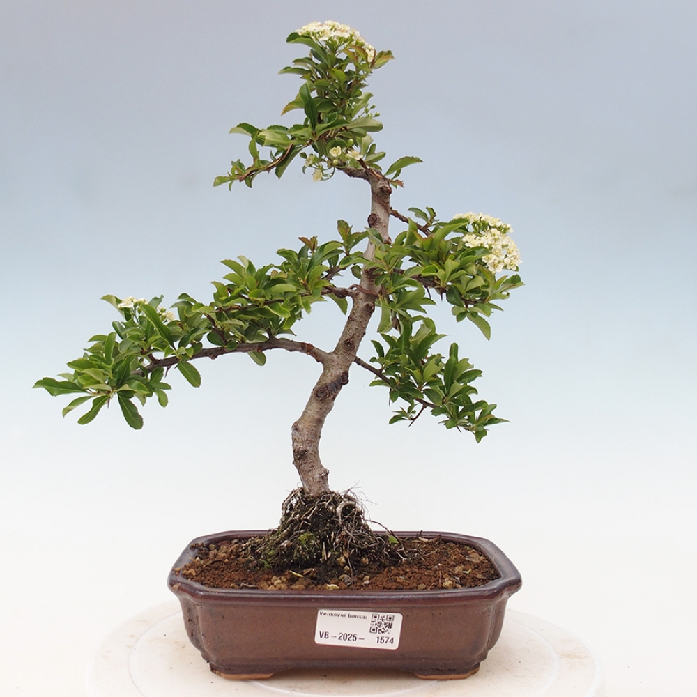 Outdoor Bonsai-Pyracanta Teton -Bakery