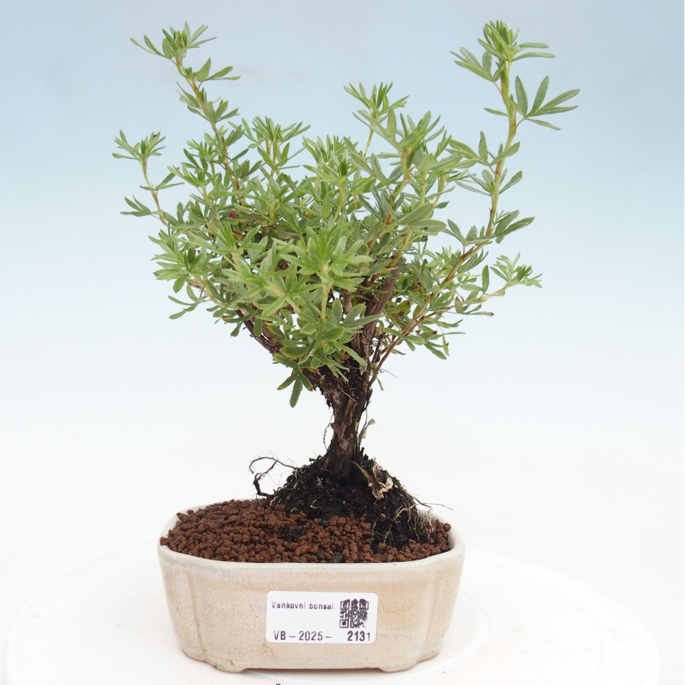Outdoor bonsai-Cinquefoil - Potentila fruticosa yellow Bird