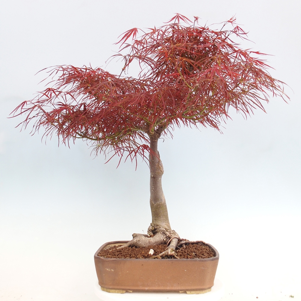 Outdoor bonsai - Acer palmatum RED PYGMY