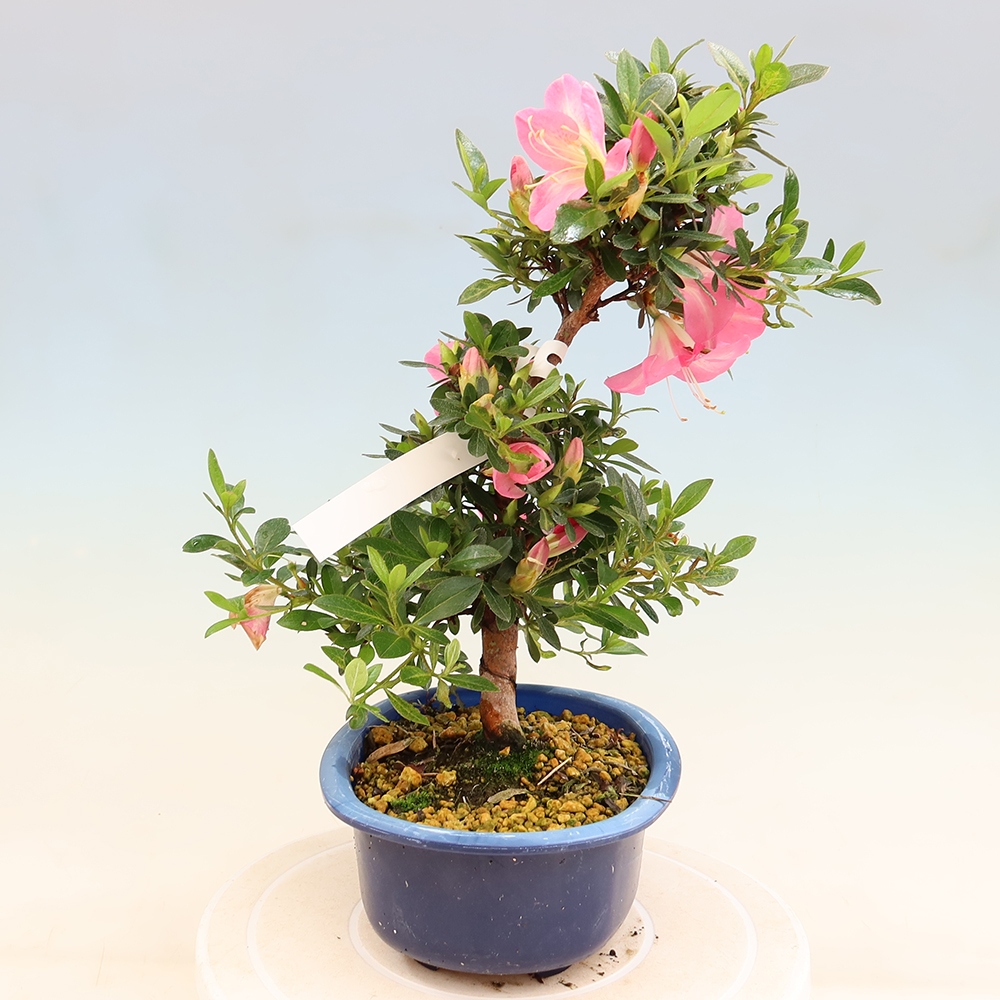 Outdoor bonsai - Japanese Azalea - Azalea Santoka