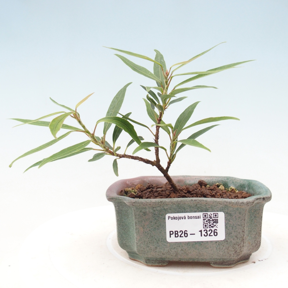 Room bonsai - Ficus nerifolia - small-leaved ficus