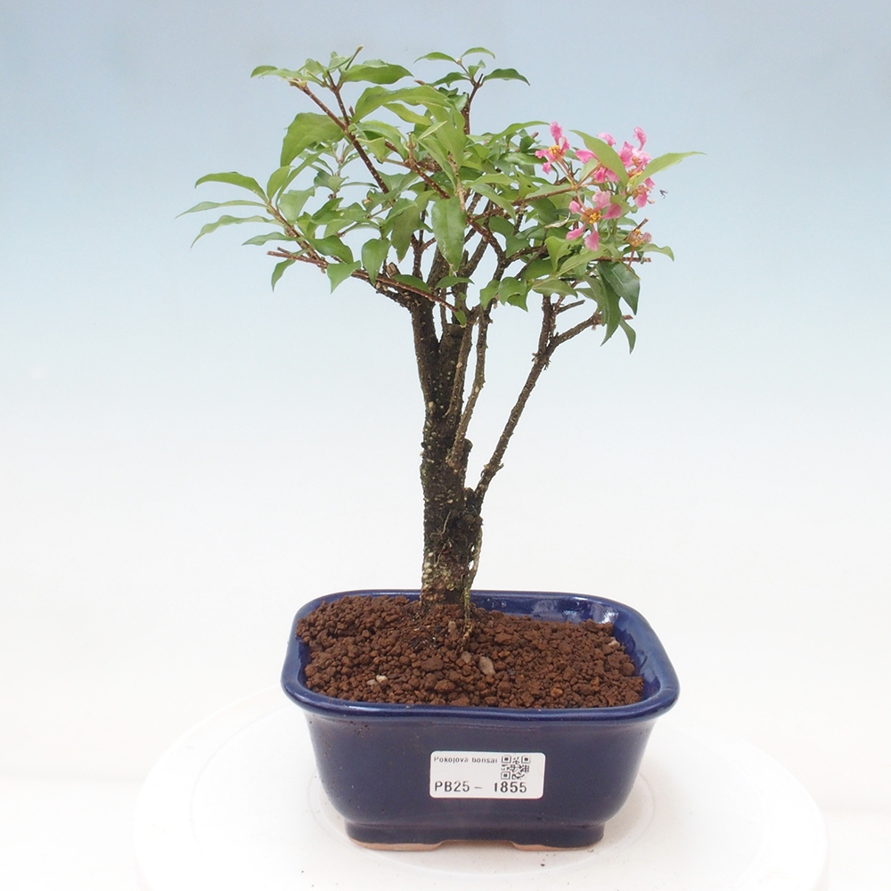 Room bonsai - Malpighia coccigera- Barbdorian cherry