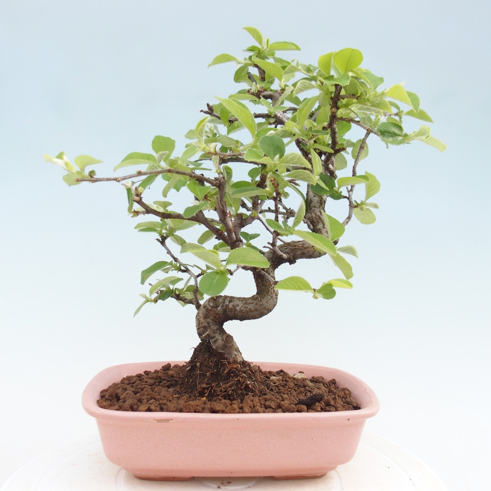Outdoor bonsai - Chaneomeles chinensis