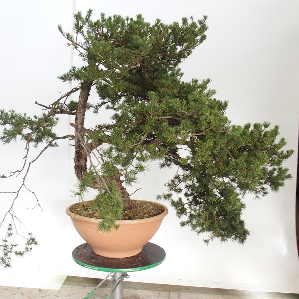 Yamadori - Pinus sylvestris Spain